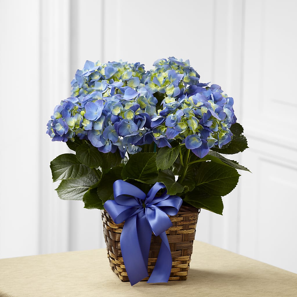 Blue Hydrangea Planter – BURNETT'S FLOWERS & GIFTS, Tulsa OK
