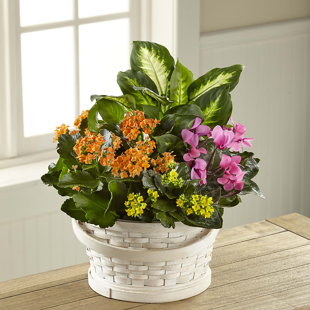 Color Crush Dishgarden – BURNETT'S FLOWERS & GIFTS, Tulsa OK