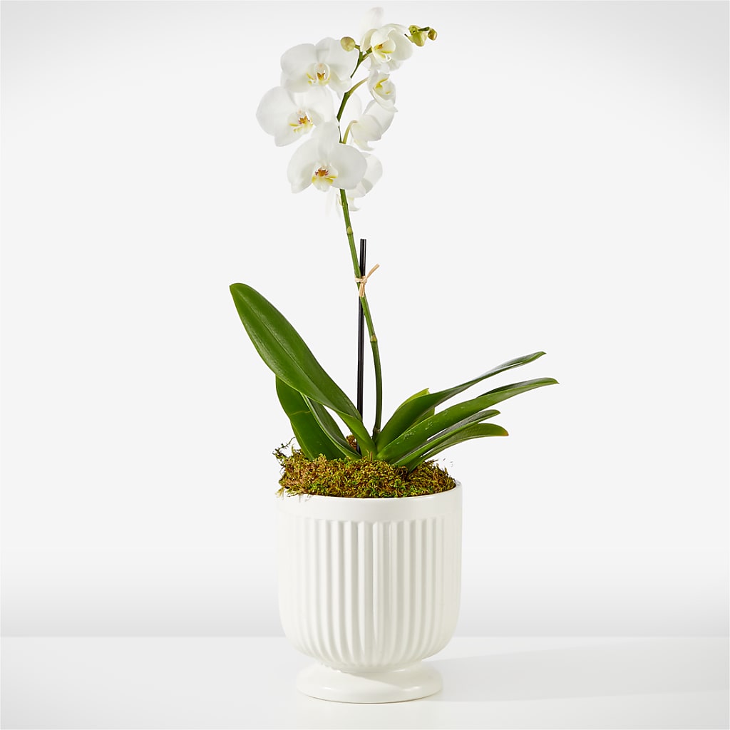 Whispering White Orchid – BURNETT'S FLOWERS & GIFTS, Tulsa OK