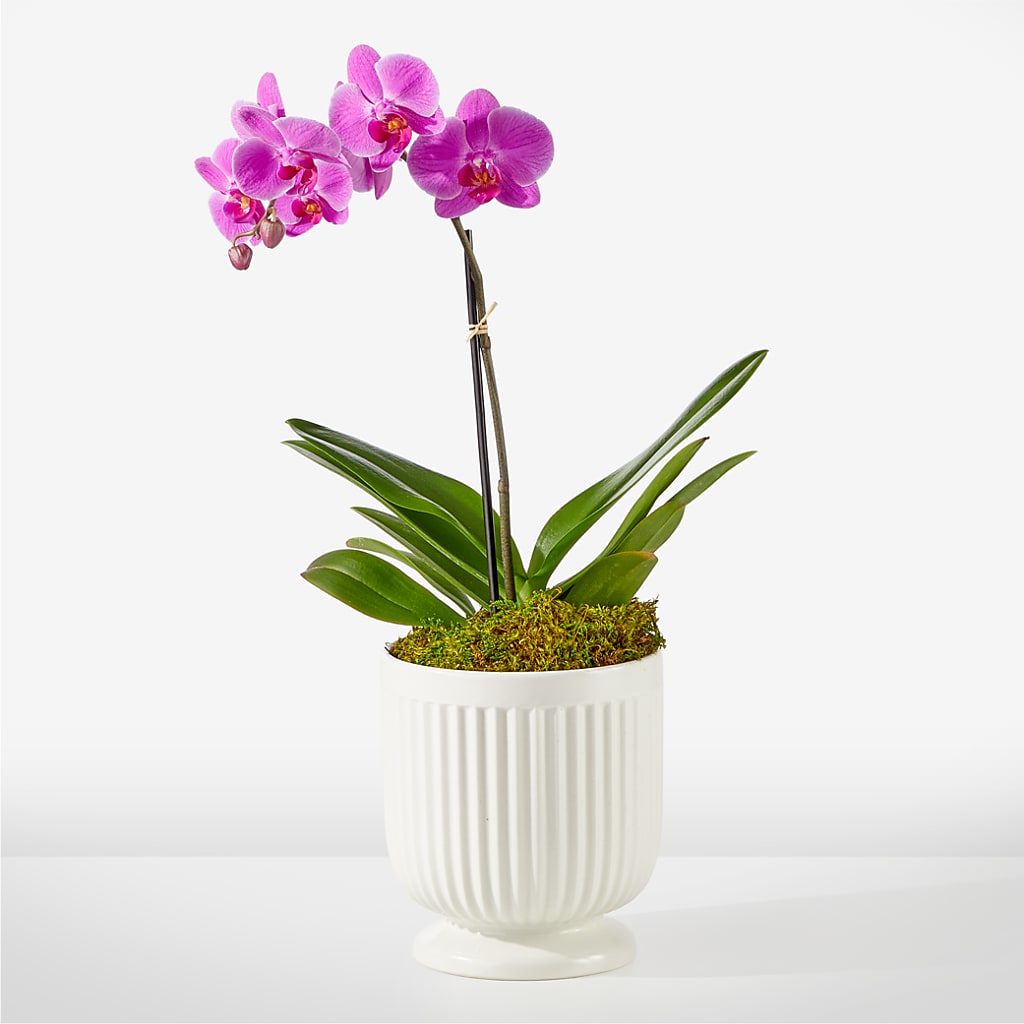 Friendly Fuchsia Orchid – BURNETT'S FLOWERS & GIFTS, Tulsa OK
