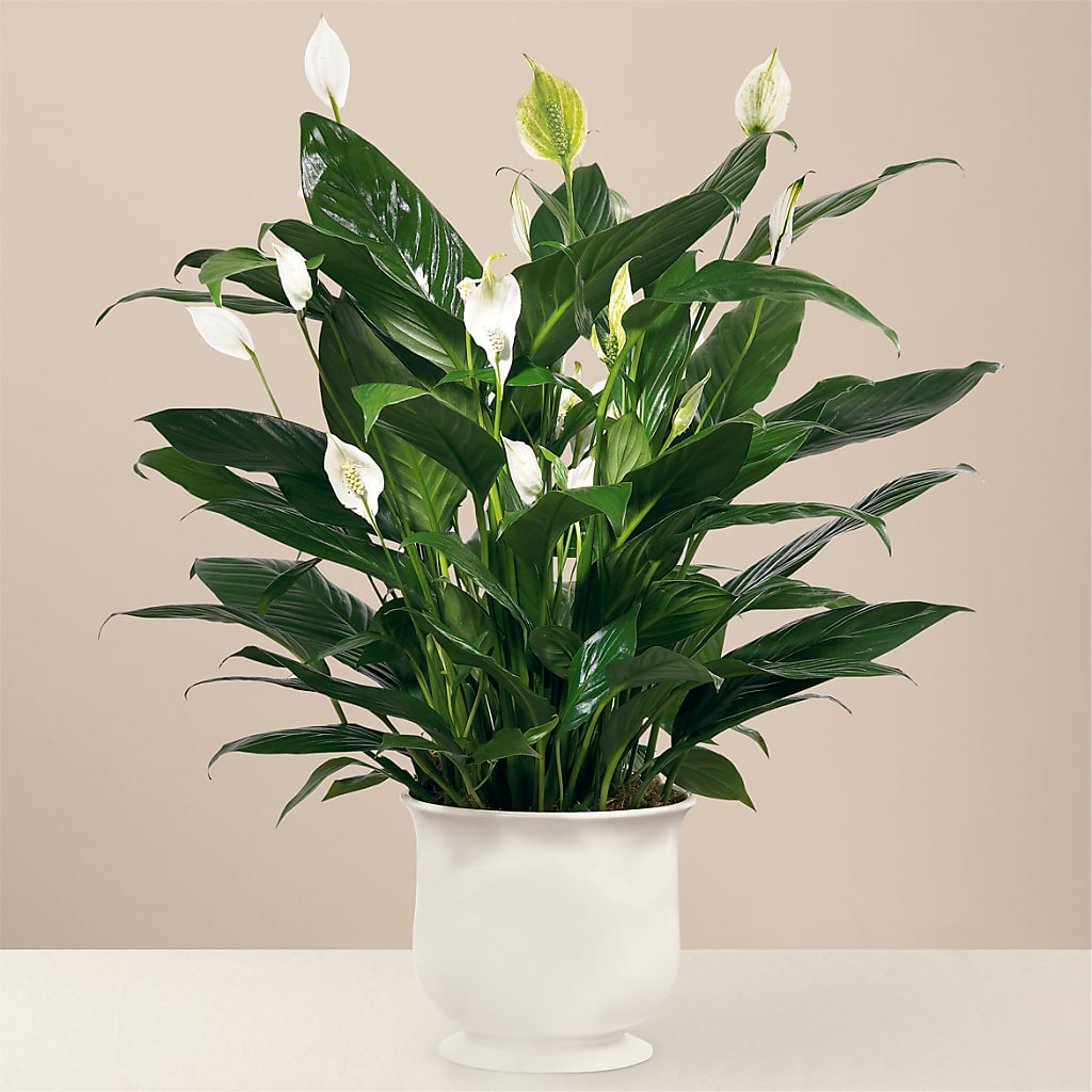 Comfort Planter – BURNETT'S FLOWERS & GIFTS, Tulsa OK