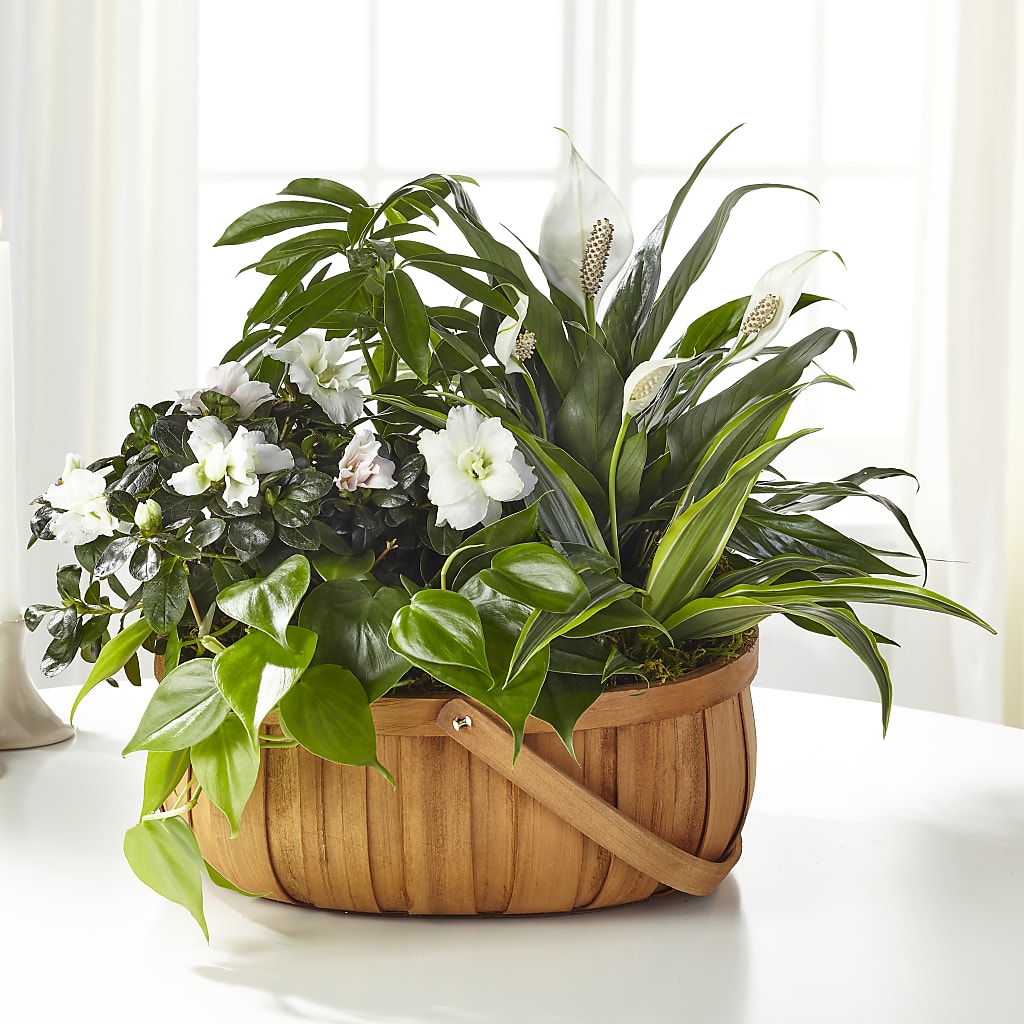 Serene Dishgarden – BURNETT'S FLOWERS & GIFTS, Tulsa OK