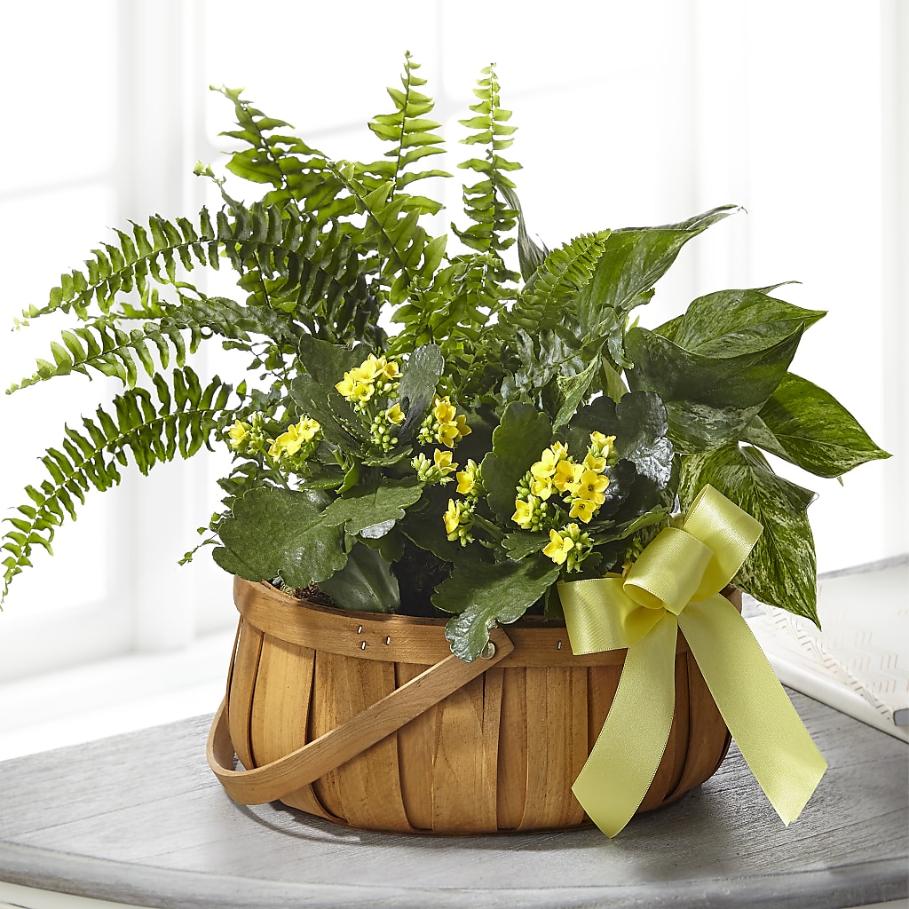 Always Dear Dishgarden – BURNETT'S FLOWERS & GIFTS, Tulsa OK