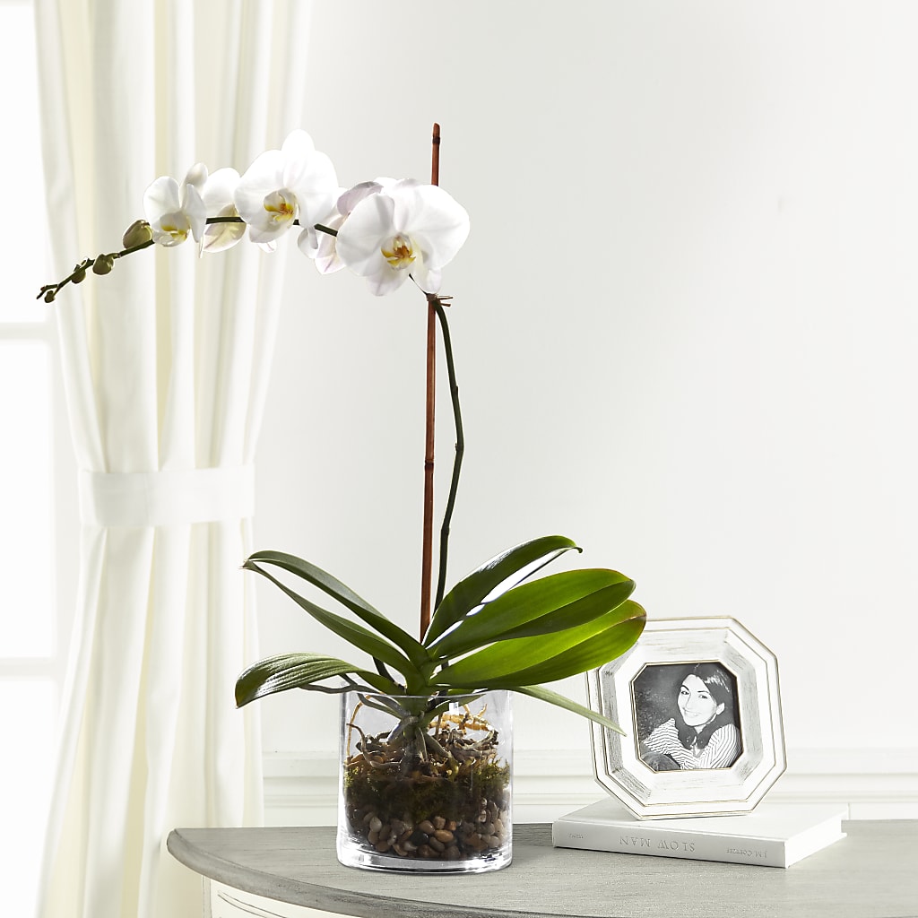White Orchid Planter – BURNETT'S FLOWERS & GIFTS, Tulsa OK