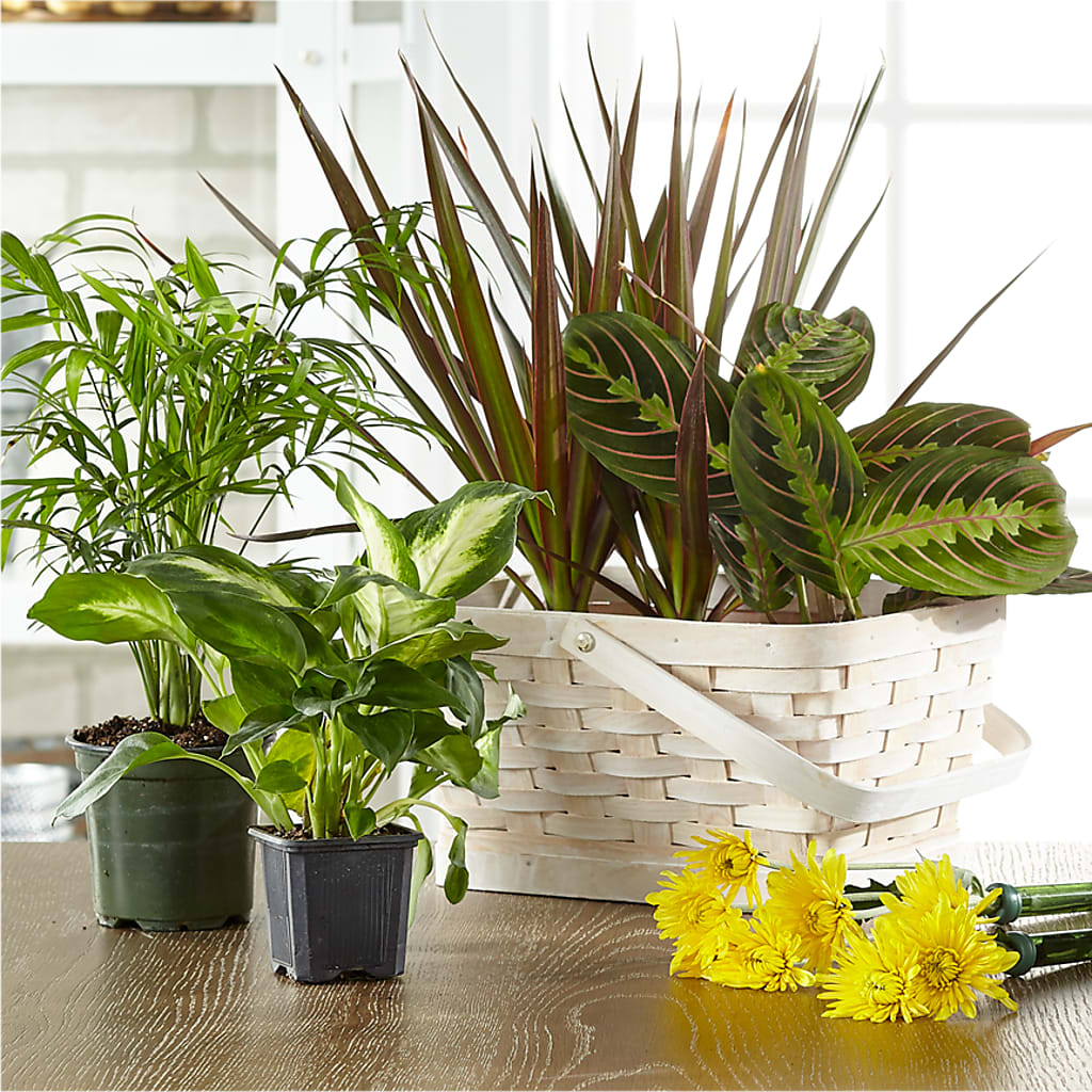 Florist Designed Blooming and Green Plants in a Basket – BURNETT'S FLOWERS & GIFTS, Tulsa OK