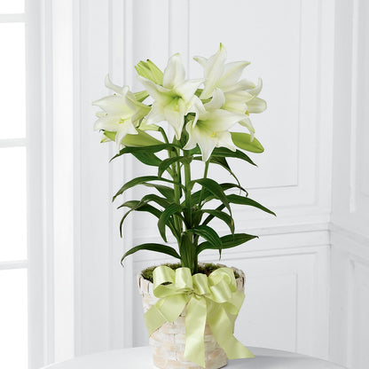 Easter Lily Plant – BURNETT'S FLOWERS & GIFTS, Tulsa OK