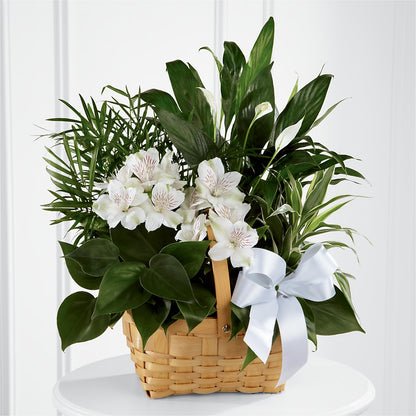 Peace & Serenity Dishgarden – BURNETT'S FLOWERS & GIFTS, Tulsa OK