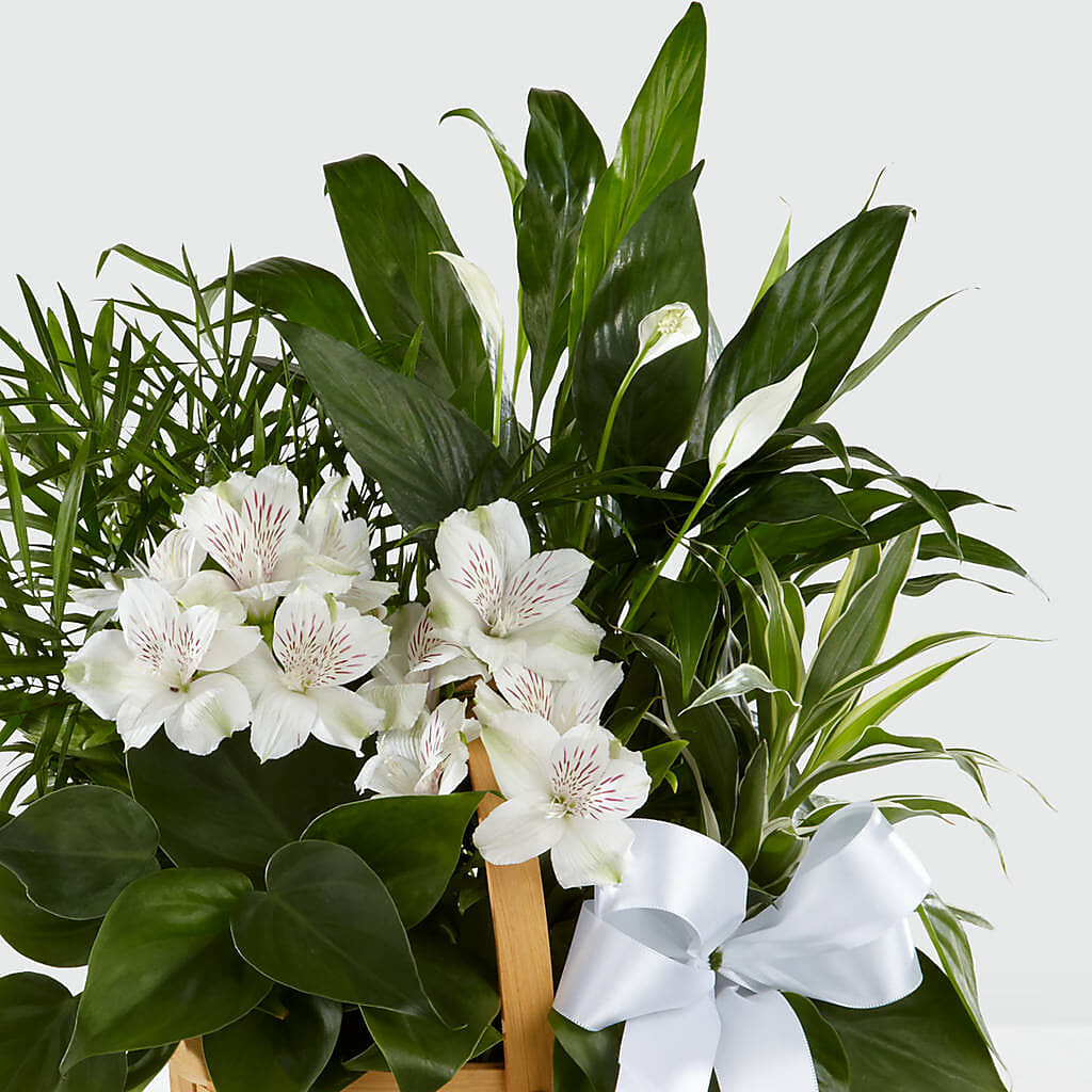 Peace & Serenity Dishgarden – BURNETT'S FLOWERS & GIFTS, Tulsa OK
