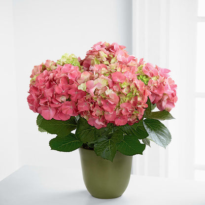 Pink Hydrangea Planter – BURNETT'S FLOWERS & GIFTS, Tulsa OK