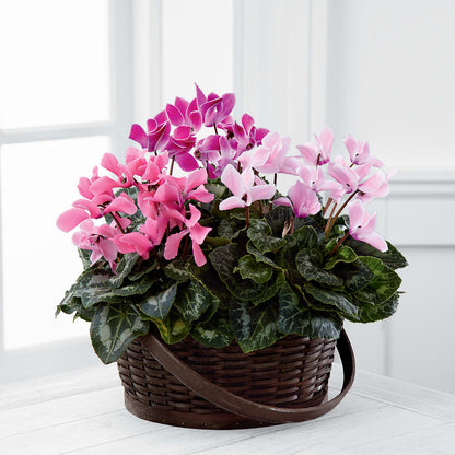 Mixed Cyclamen Planter – BURNETT'S FLOWERS & GIFTS, Tulsa OK
