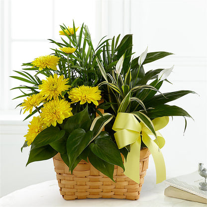 Loving Light Dishgarden – BURNETT'S FLOWERS & GIFTS, Tulsa OK