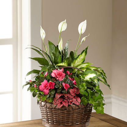 Dream in Pink Dishgarden – BURNETT'S FLOWERS & GIFTS, Tulsa OK