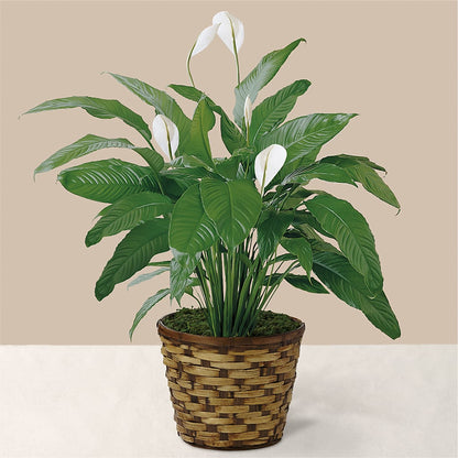 Tranquil Moments Peace Lily Plant – BURNETT'S FLOWERS & GIFTS, Tulsa OK