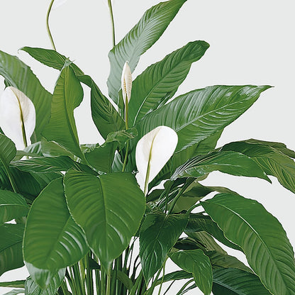 Tranquil Moments Peace Lily Plant – BURNETT'S FLOWERS & GIFTS, Tulsa OK