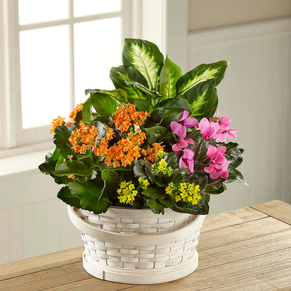Color Crush Dishgarden – BURNETT'S FLOWERS & GIFTS, Tulsa OK