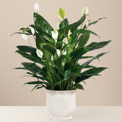 Comfort Planter – BURNETT'S FLOWERS & GIFTS, Tulsa OK