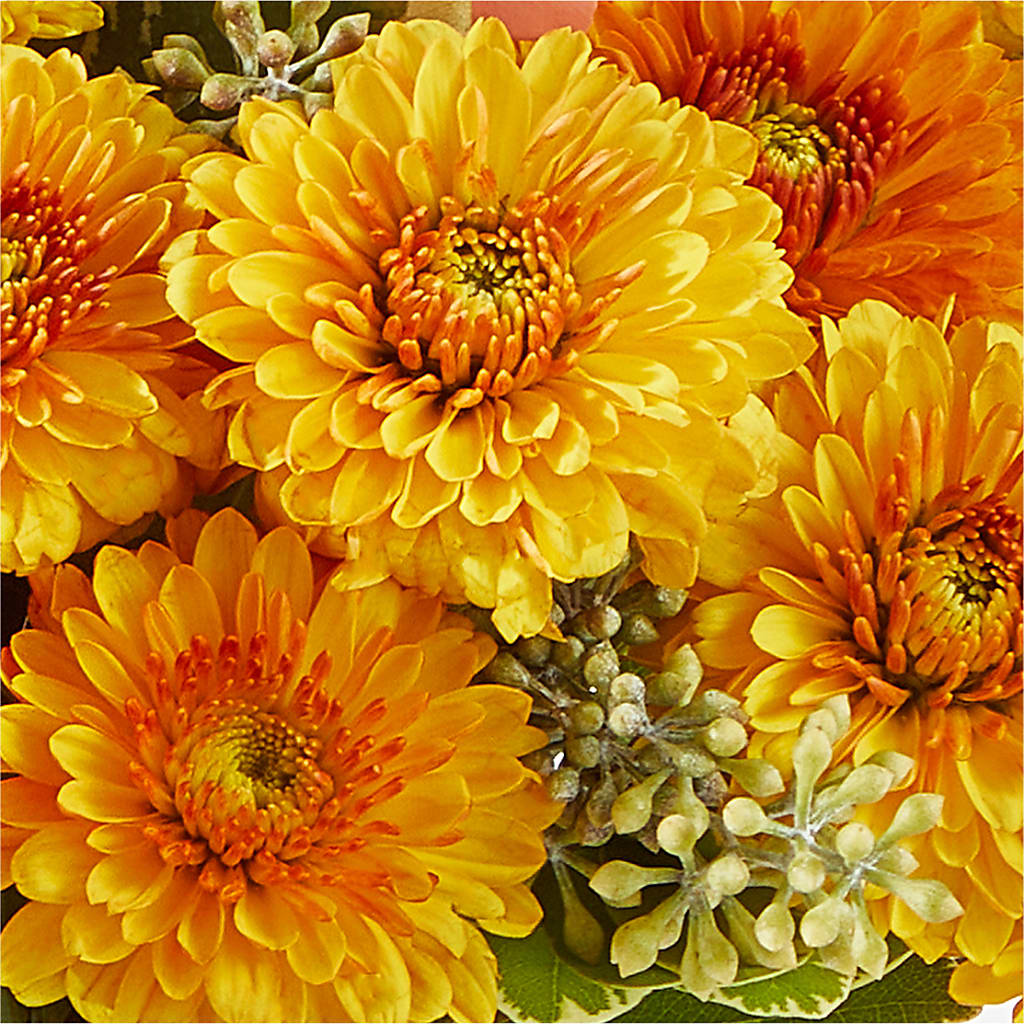 Peachy Pumpkin – BURNETT'S FLOWERS & GIFTS, Tulsa OK