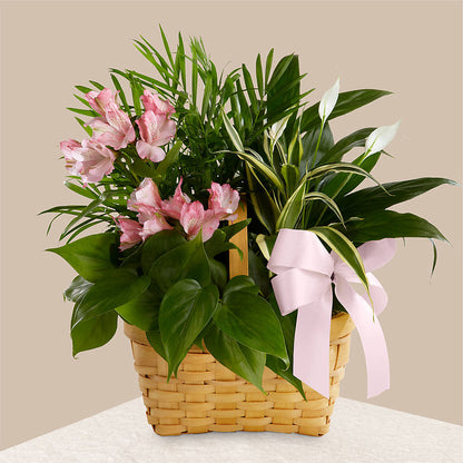 Living Spirit Dishgarden – BURNETT'S FLOWERS & GIFTS, Tulsa OK