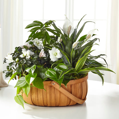 Serene Dishgarden – BURNETT'S FLOWERS & GIFTS, Tulsa OK