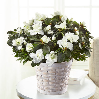 White Azalea Plant – BURNETT'S FLOWERS & GIFTS, Tulsa OK