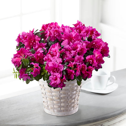 Hope & Serenity Azalea Plant – BURNETT'S FLOWERS & GIFTS, Tulsa OK