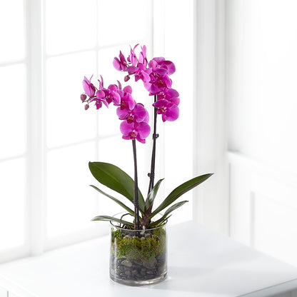 Pink Orchid Plant – BURNETT'S FLOWERS & GIFTS, Tulsa OK