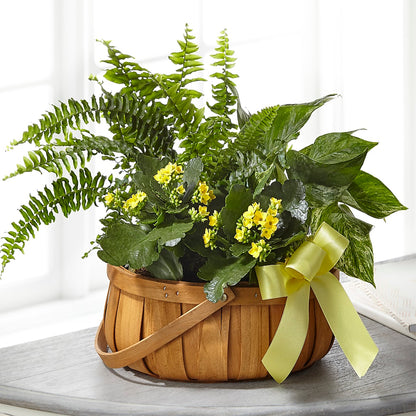 Always Dear Dishgarden – BURNETT'S FLOWERS & GIFTS, Tulsa OK