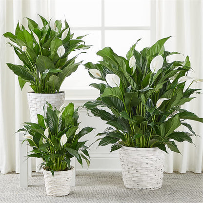 A New Leaf Peace Lily – BURNETT'S FLOWERS & GIFTS, Tulsa OK