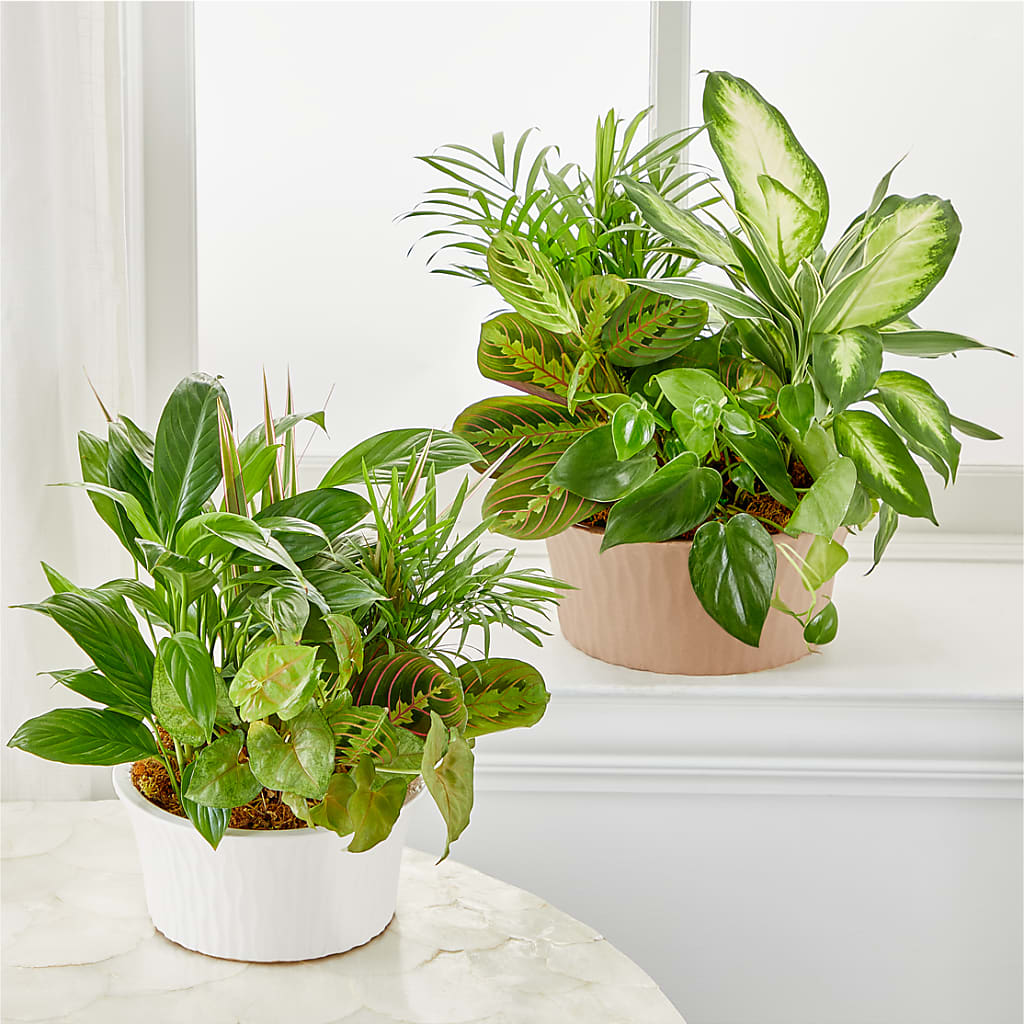 Balance & Harmony Dishgarden – BURNETT'S FLOWERS & GIFTS, Tulsa OK