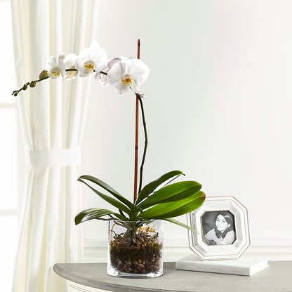 White Orchid Planter – BURNETT'S FLOWERS & GIFTS, Tulsa OK
