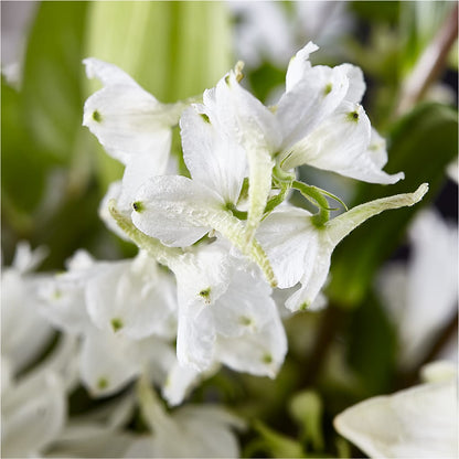 Classic Ivory – A Florist Original – BURNETT'S FLOWERS & GIFTS, Tulsa OK