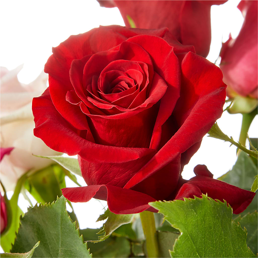 Love Notes Rose Bouquet – BURNETT'S FLOWERS & GIFTS, Tulsa OK